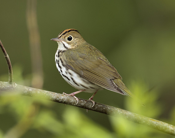 Ovenbird Seiurus aurocapilla