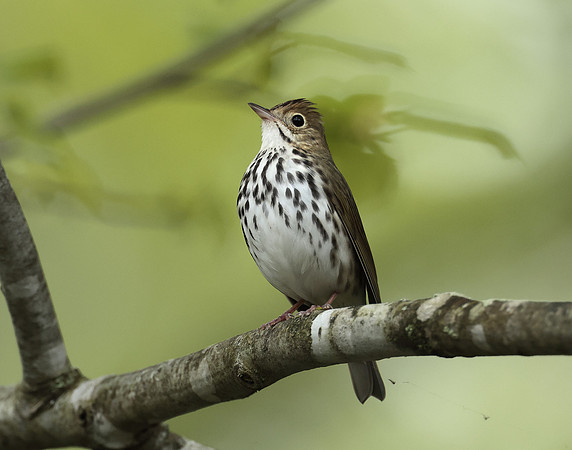 Ovenbird Seiurus aurocapilla