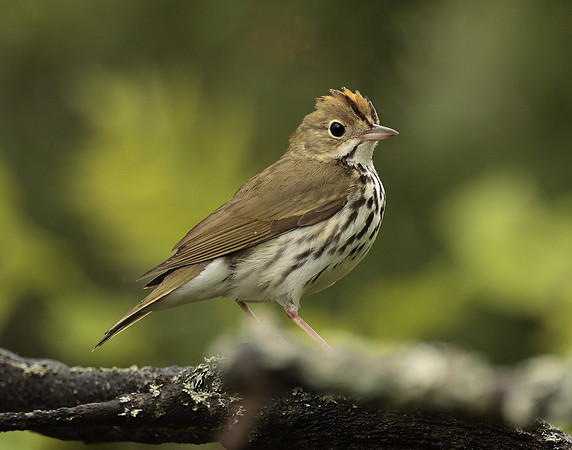 Ovenbird Seiurus aurocapilla