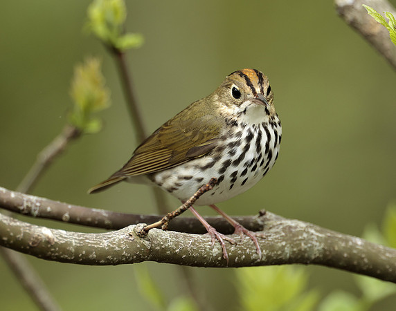 Ovenbird Seiurus aurocapilla
