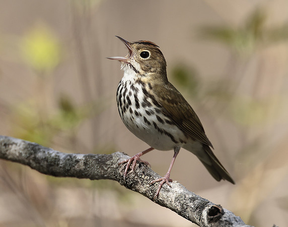 Ovenbird Seiurus aurocapilla