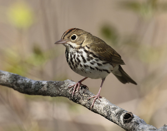 Ovenbird Seiurus aurocapilla
