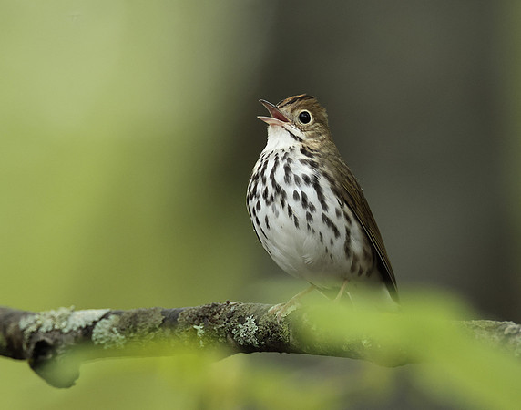 Ovenbird Seiurus aurocapilla