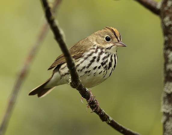 Ovenbird Seiurus aurocapilla