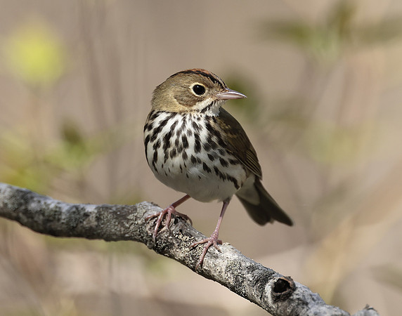 Ovenbird Seiurus aurocapilla