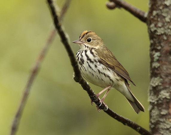 Ovenbird Seiurus aurocapilla
