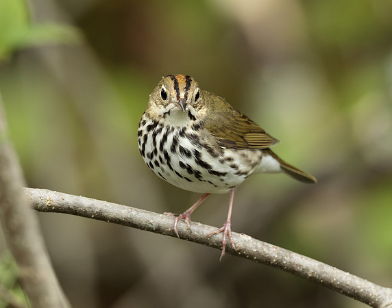 Ovenbird Seiurus aurocapilla