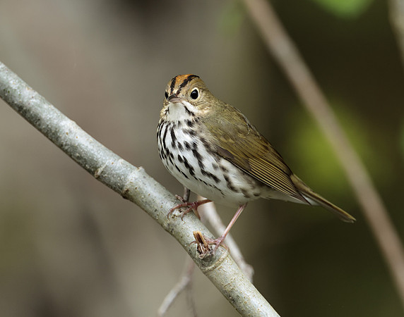 Ovenbird Seiurus aurocapilla