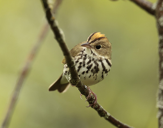 Ovenbird Seiurus aurocapilla