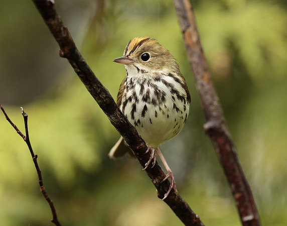 Ovenbird Seiurus aurocapilla