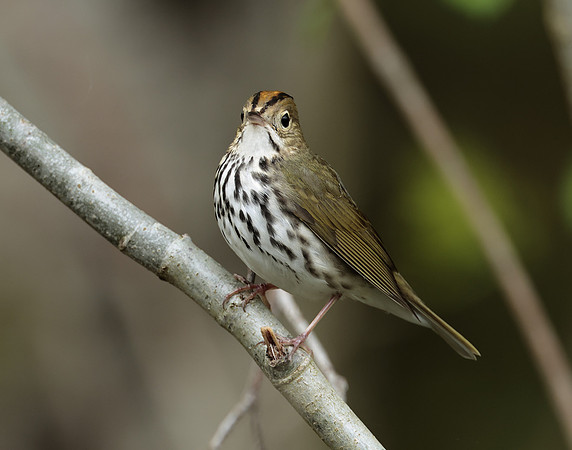 Ovenbird Seiurus aurocapilla