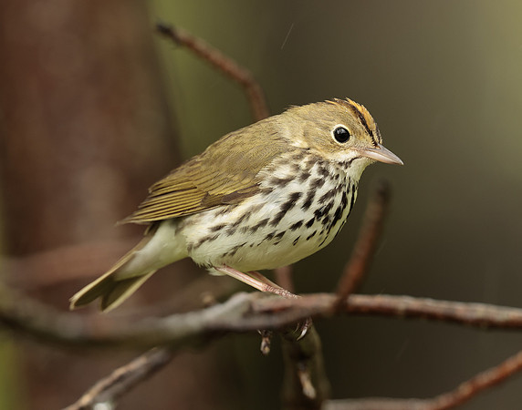 Ovenbird Seiurus aurocapilla