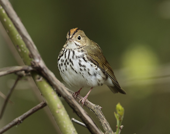 Ovenbird Seiurus aurocapilla