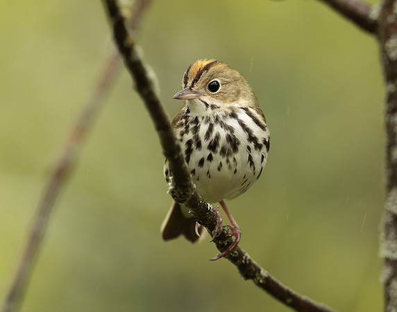 Ovenbird Seiurus aurocapilla