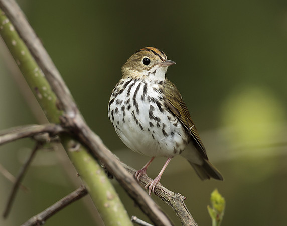 Ovenbird Seiurus aurocapilla
