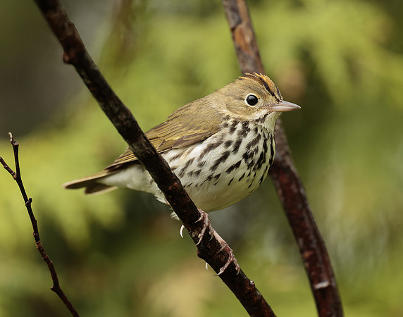 Ovenbird Seiurus aurocapilla
