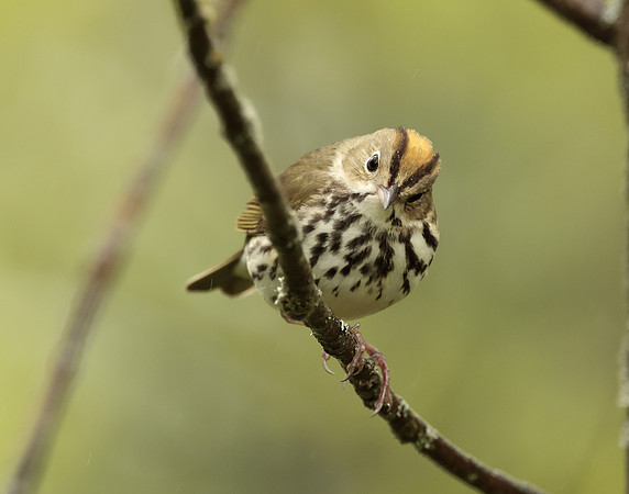 Ovenbird Seiurus aurocapilla