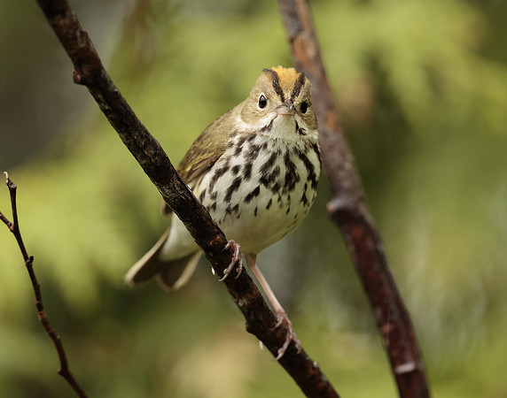 Ovenbird Seiurus aurocapilla