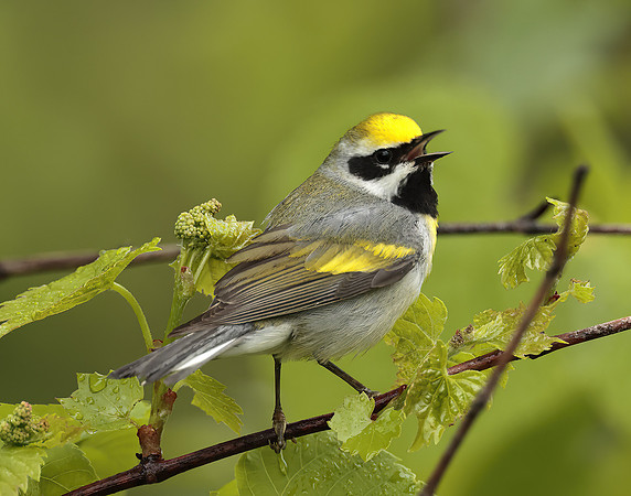 Golden-winged Warbler Vermivora chrysoptera
