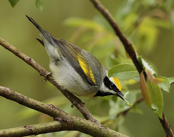 Golden-winged Warbler Vermivora chrysoptera