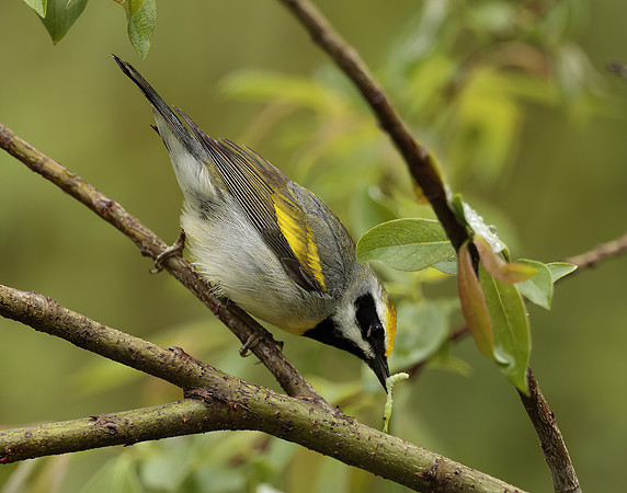 Golden-winged Warbler Vermivora chrysoptera