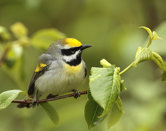 Golden-winged Warbler Vermivora chrysoptera