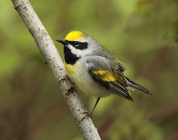 Golden-winged Warbler Vermivora chrysoptera