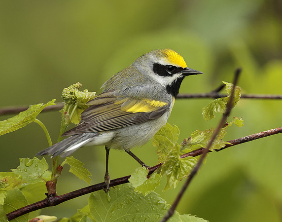 Golden-winged Warbler Vermivora chrysoptera