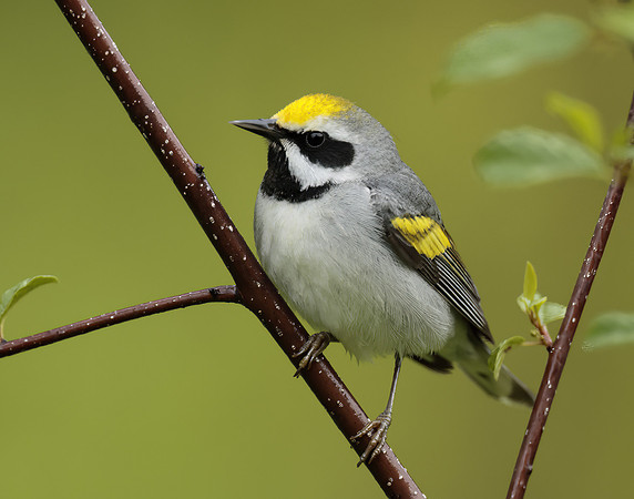 Golden-winged Warbler Vermivora chrysoptera
