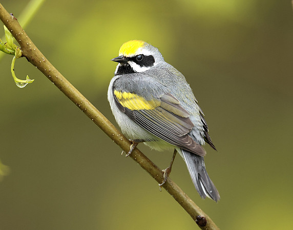 Golden-winged Warbler Vermivora chrysoptera