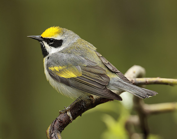 Golden-winged Warbler Vermivora chrysoptera