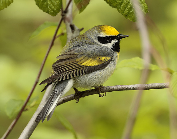 Golden-winged Warbler Vermivora chrysoptera