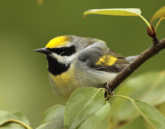 Golden-winged Warbler Vermivora chrysoptera