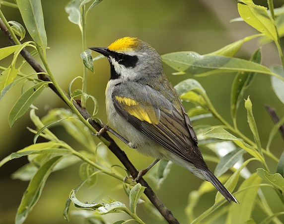 Golden-winged Warbler Vermivora chrysoptera