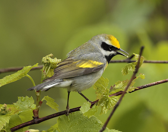 Golden-winged Warbler Vermivora chrysoptera