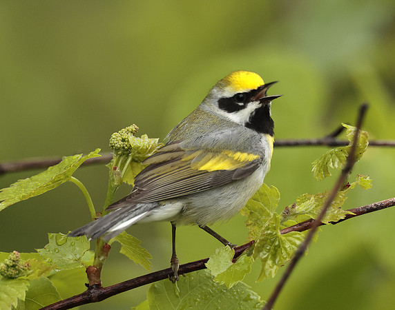 Golden-winged Warbler Vermivora chrysoptera