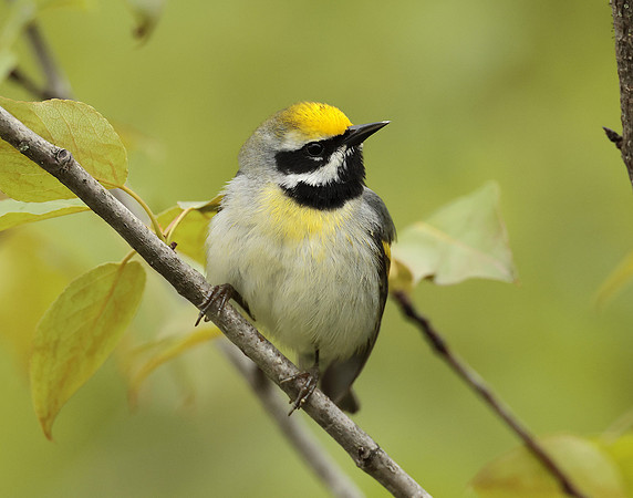 Golden-winged Warbler Vermivora chrysoptera
