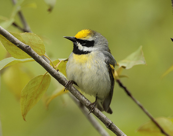 Golden-winged Warbler Vermivora chrysoptera