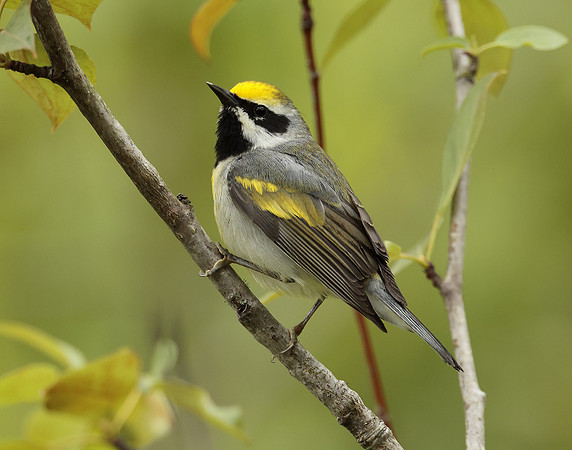 Golden-winged Warbler Vermivora chrysoptera