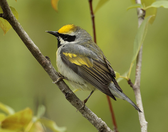 Golden-winged Warbler Vermivora chrysoptera