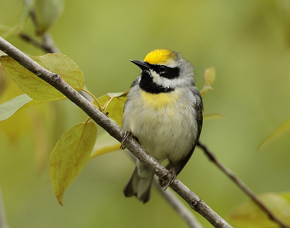 Golden-winged Warbler Vermivora chrysoptera