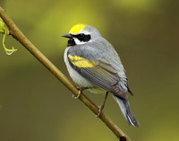 Golden-winged Warbler Vermivora chrysoptera