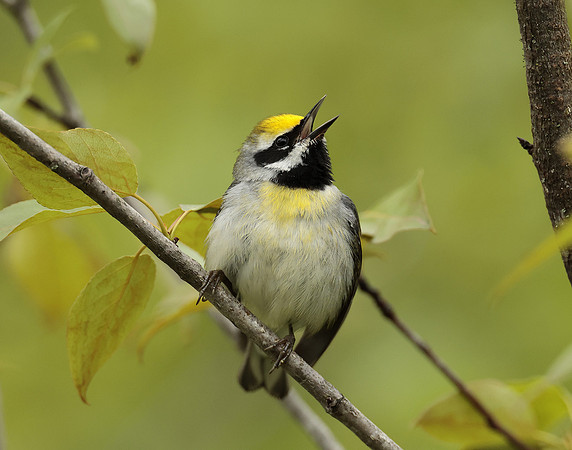 Golden-winged Warbler Vermivora chrysoptera