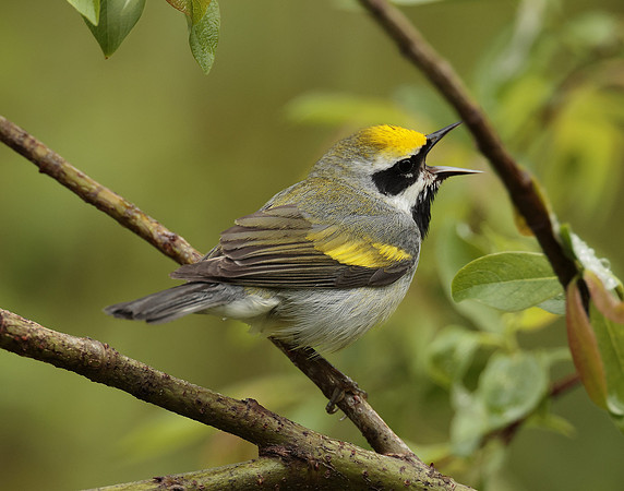 Golden-winged Warbler Vermivora chrysoptera