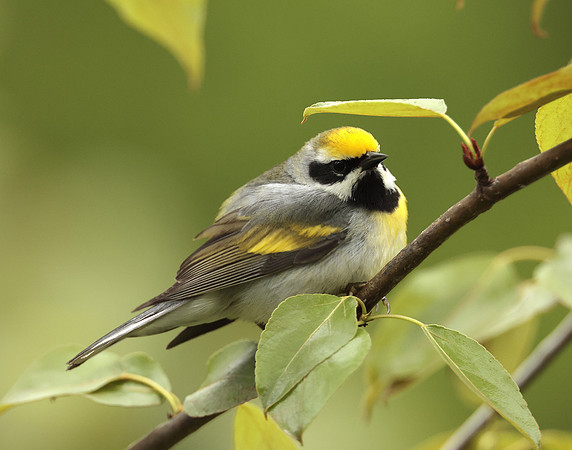 Golden-winged Warbler Vermivora chrysoptera