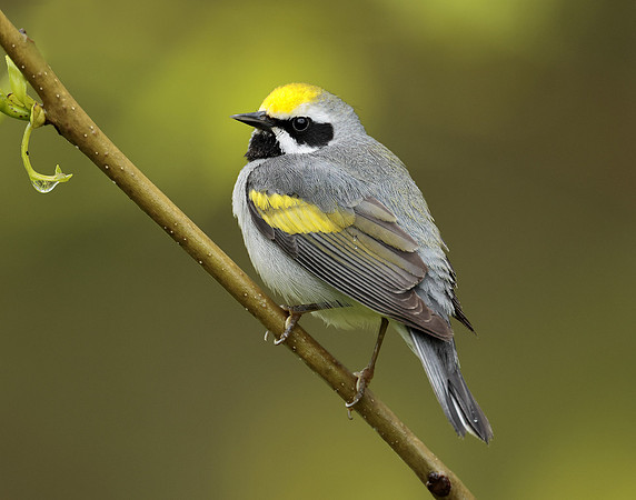 Golden-winged Warbler Vermivora chrysoptera