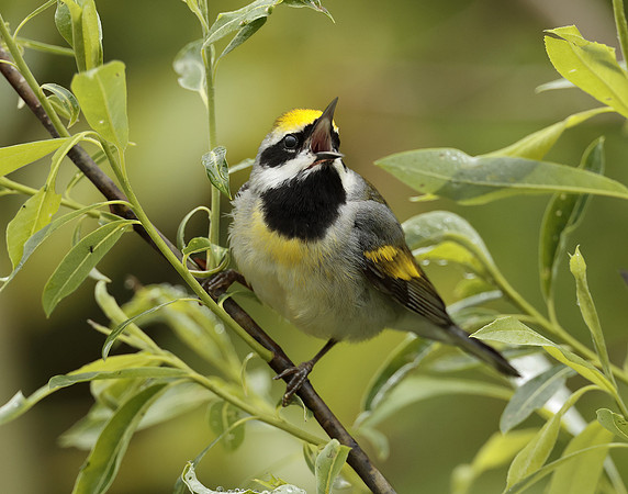 Golden-winged Warbler Vermivora chrysoptera