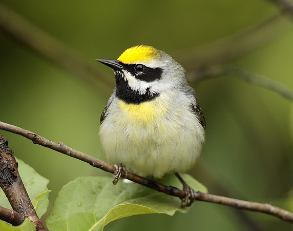 Golden-winged Warbler Vermivora chrysoptera
