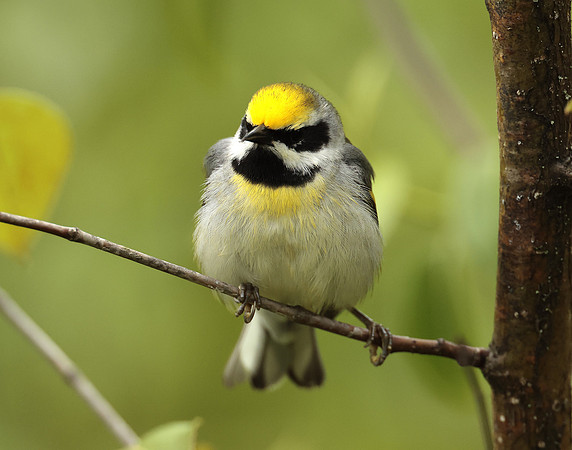 Golden-winged Warbler Vermivora chrysoptera