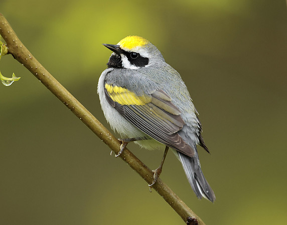Golden-winged Warbler Vermivora chrysoptera